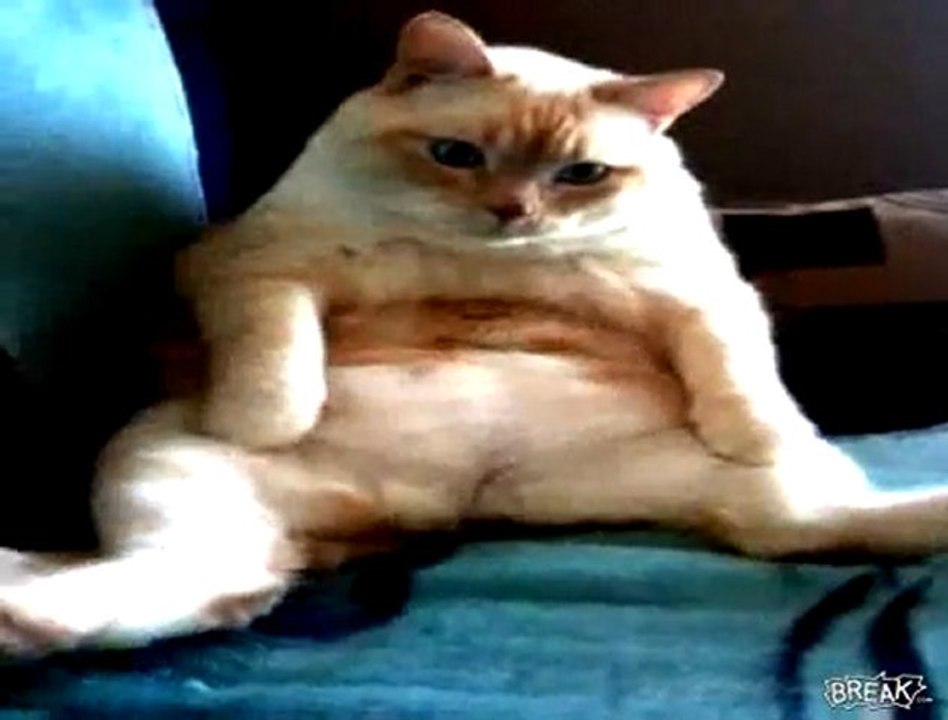 Un gatto che tossisce e peta