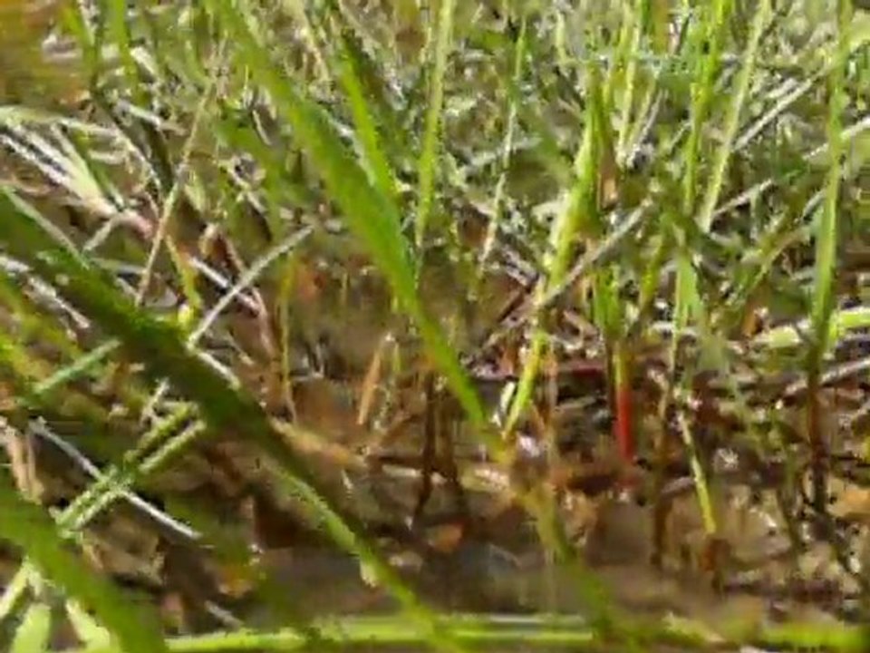 man vs wild-ATTACK blood suckers-season3-partiel PURPREA -Fr