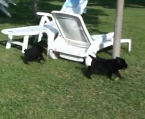 Chiot labrador 7° semaine portée Caline 2010