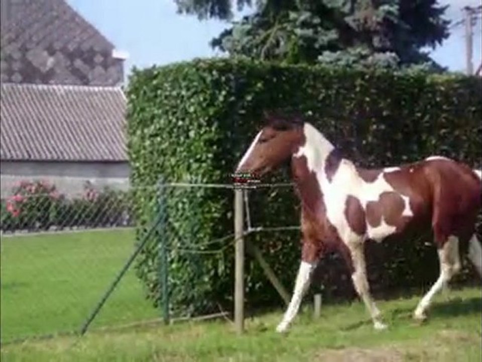 VIDEO galope prairie