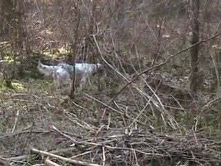 briska à l'arrêt sur bécasse