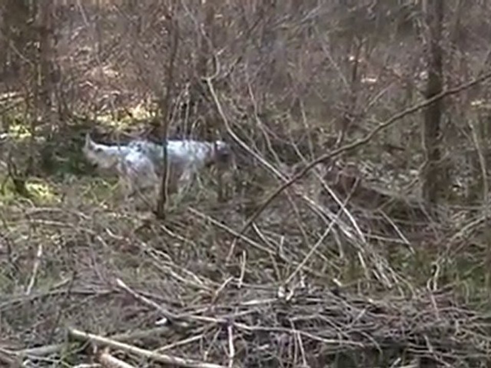 briska à l'arrêt sur bécasse