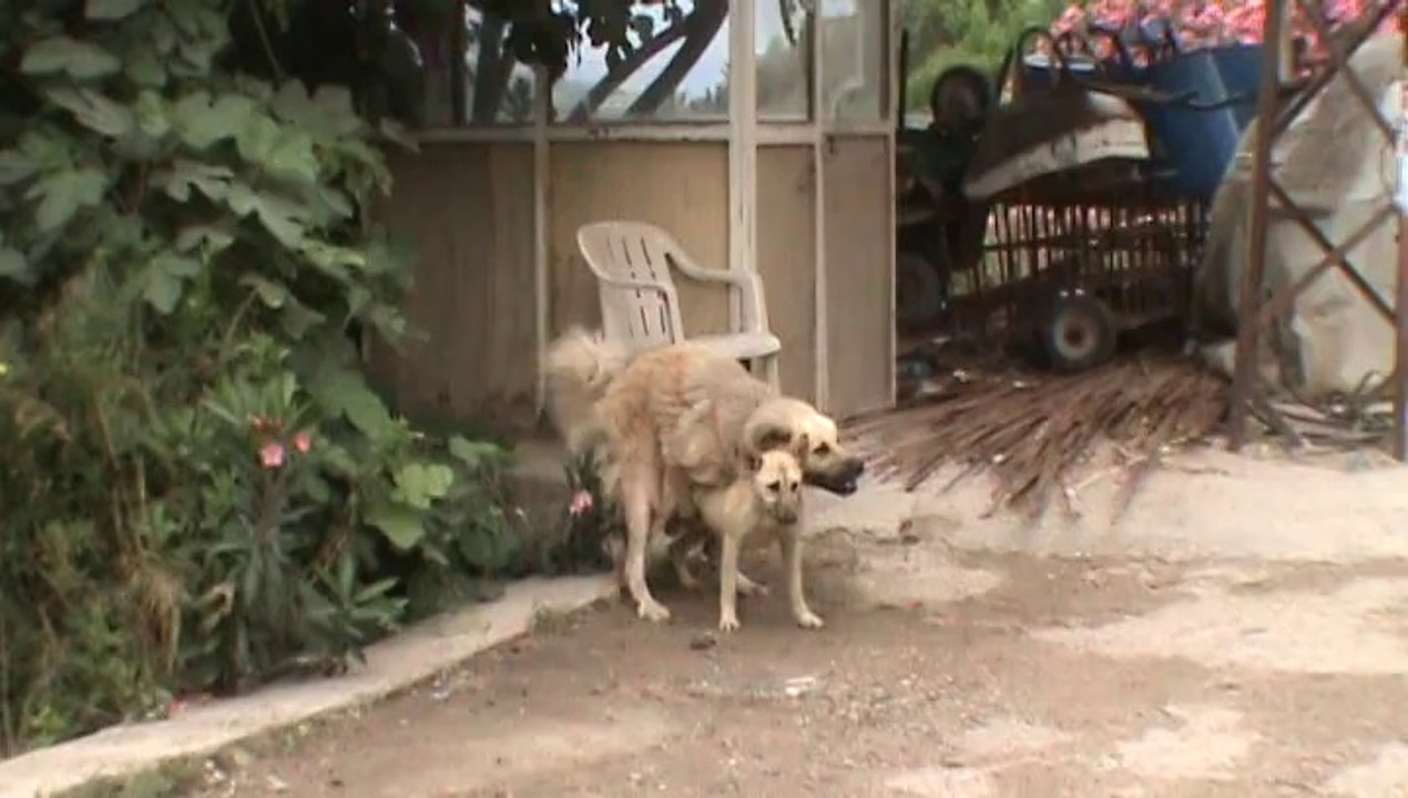 Köpeklerin Aşk Zamanı - Time for love of dogs