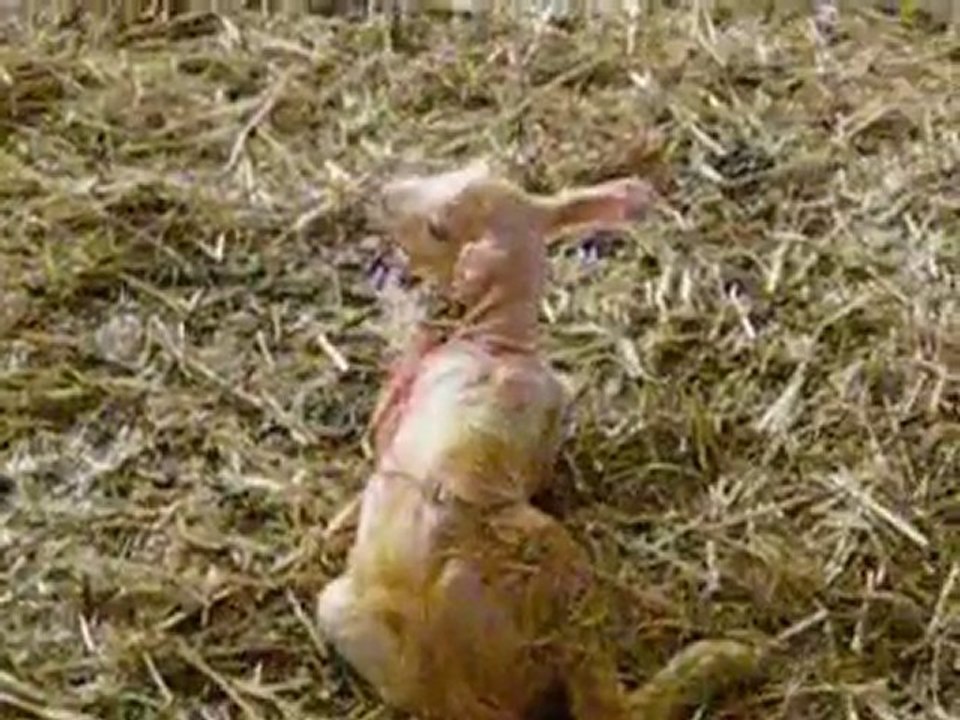 Visite d'une bergerie