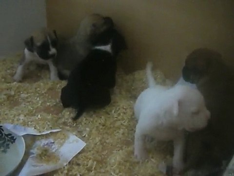 Américan staff Baby's