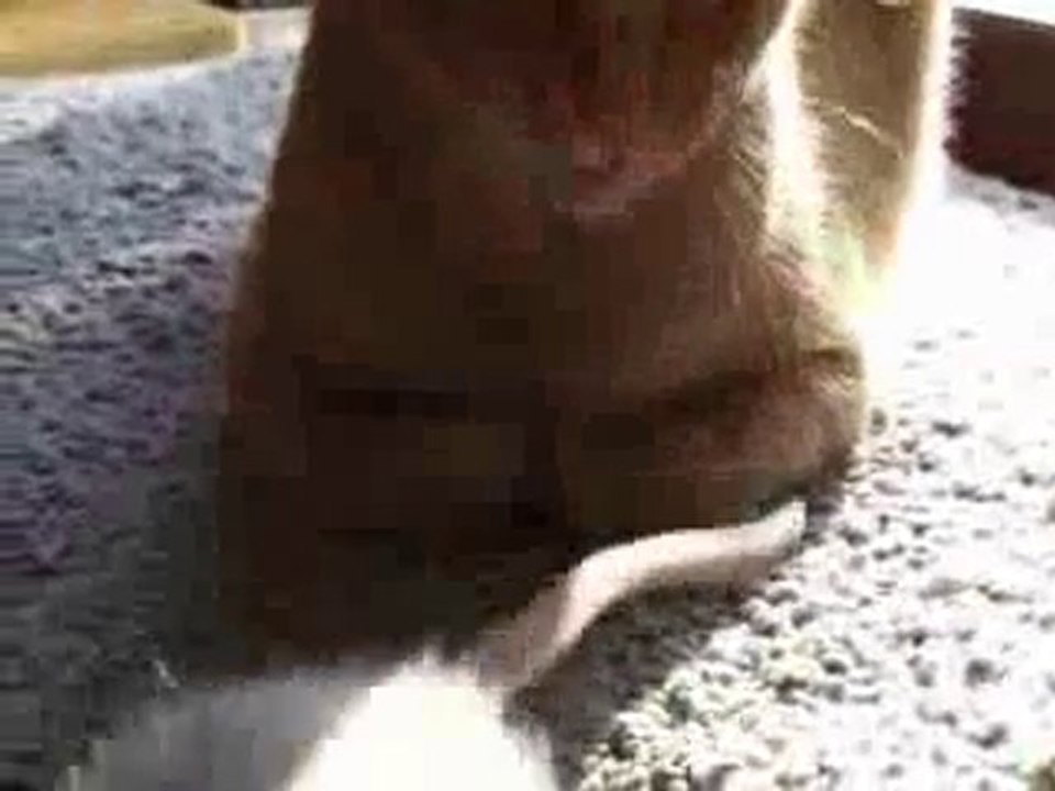 Un rat qui aime les chats !