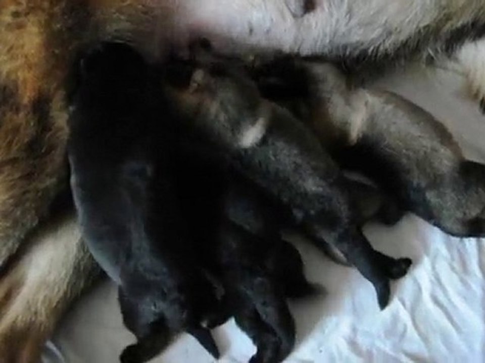 tt des chiots de vixie et coigone a 2 jours