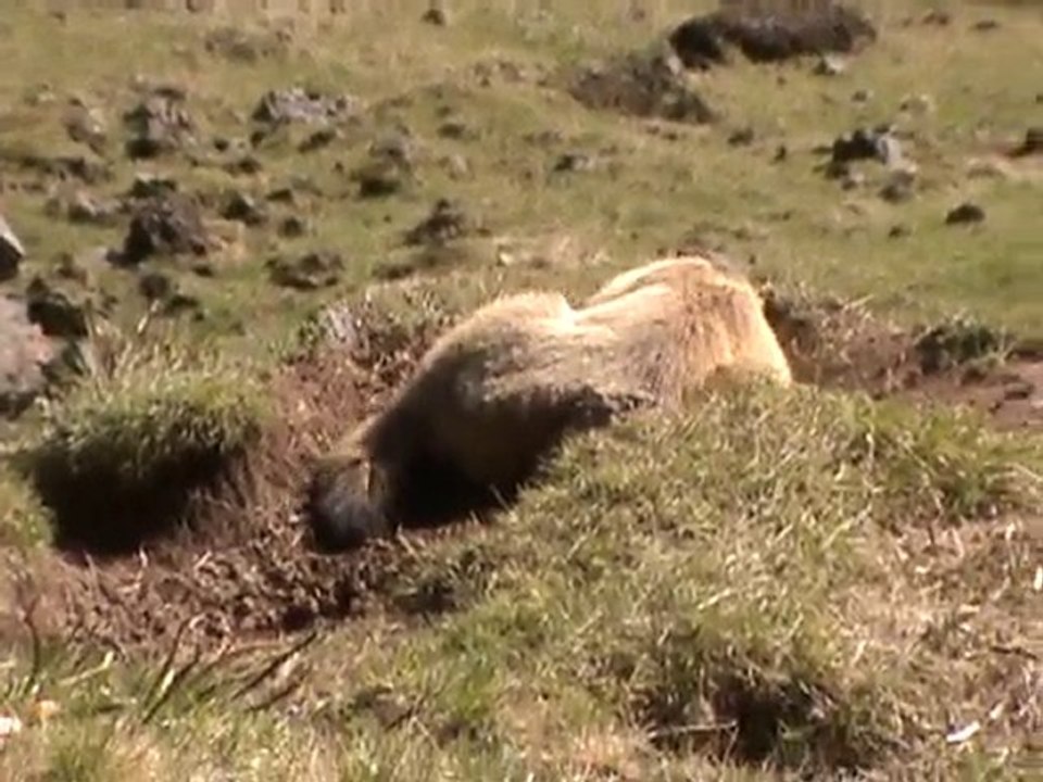 marmotte. puy mary