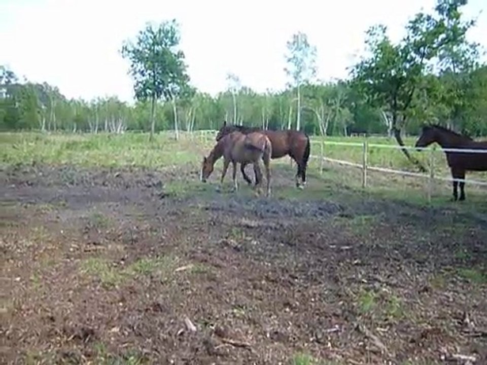 La vie au pré