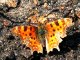 papillons coccinelle et libellule (blog de photographe)