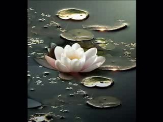 Nilüfer - Agora Meyhanesi & ve Diğerleri