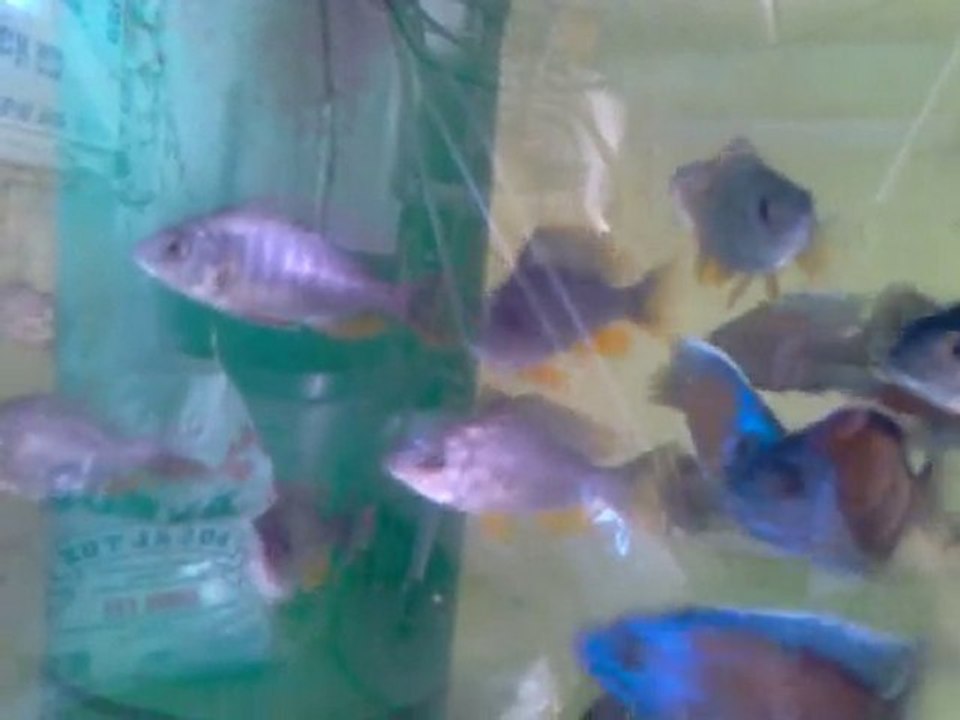 Copadichromis borleyi