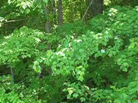 land sale louisa, Land for Sale Louisa, Cheap land