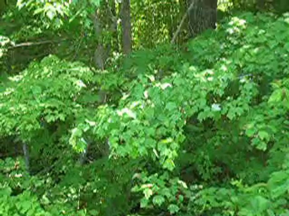 land sale louisa, Land for Sale Louisa, Cheap land