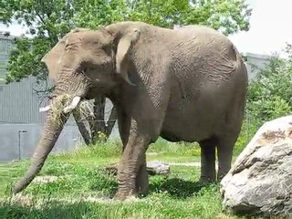 Un éléphant au zoo de Granby