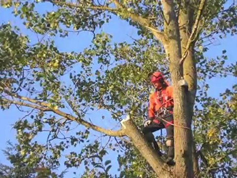 Træfældning Sjælland Valby Hovedstadens Haveservice Og ...