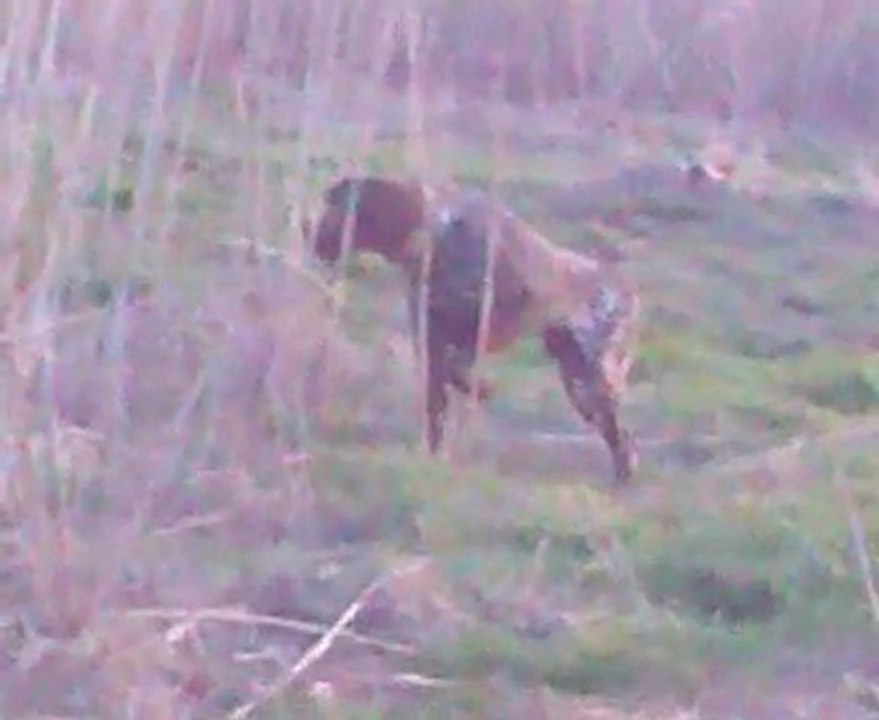 Video0018