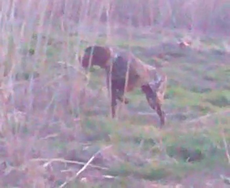 Video0018