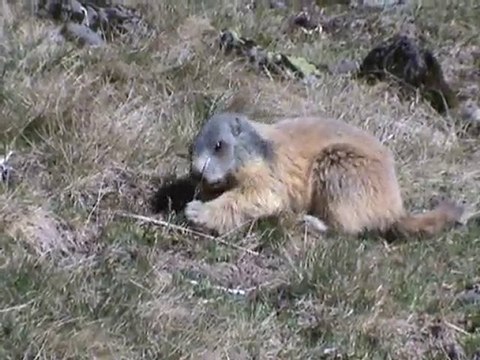 marmotte puy Mary....