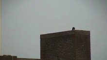 kauwen voeren jongen in schoorsteen 2 >> 27 mei, 6.45 am