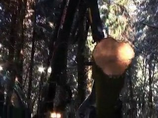 Calvi abattage mécanique