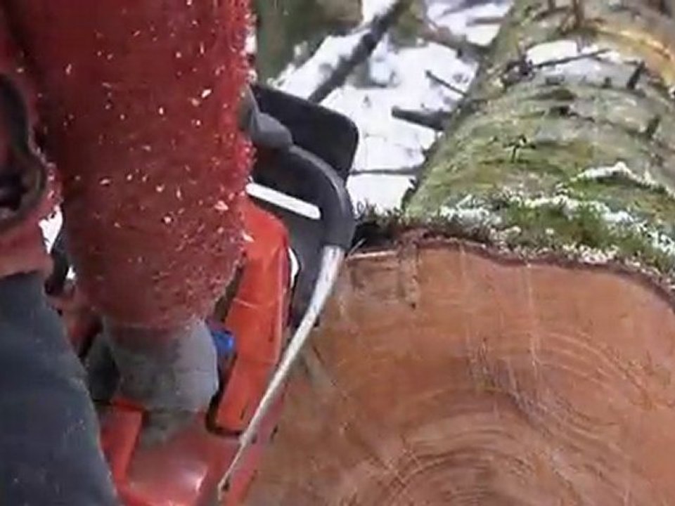 Calvi abattage d'arbres