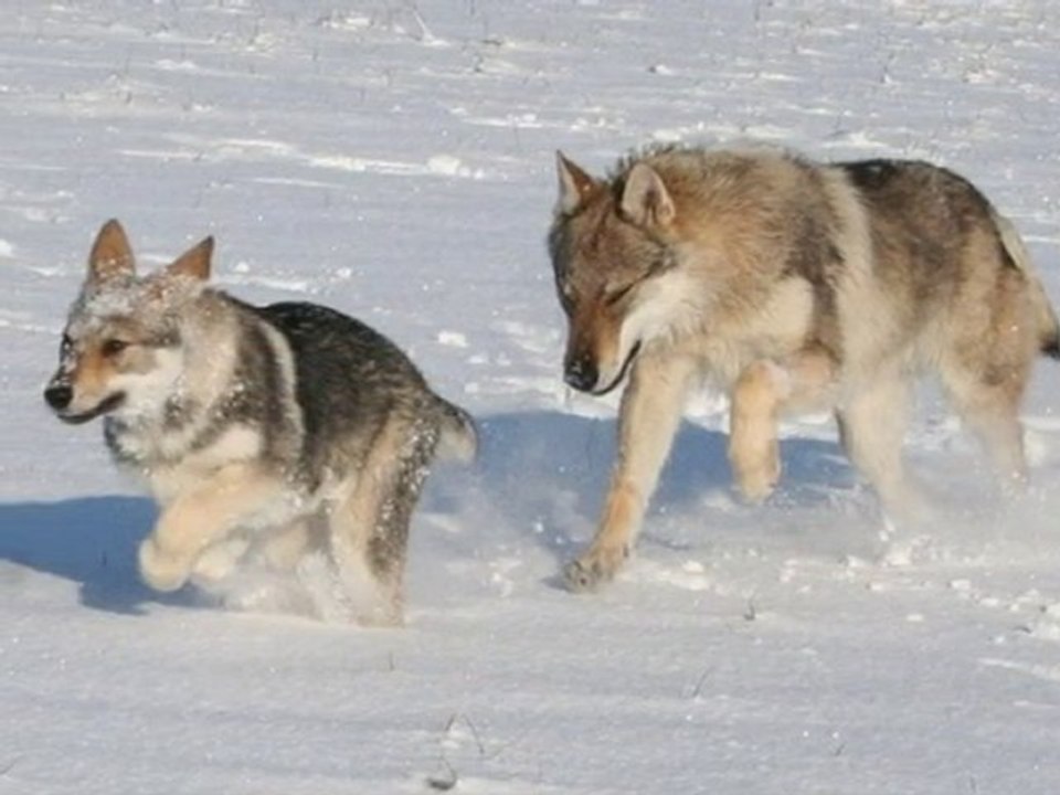 Neige 2006