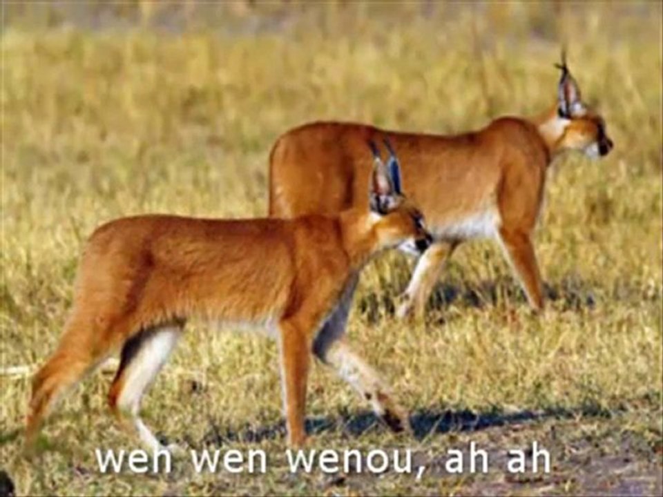 [Musique Du Monde Afrique Montreal] Groupe Andy Liam