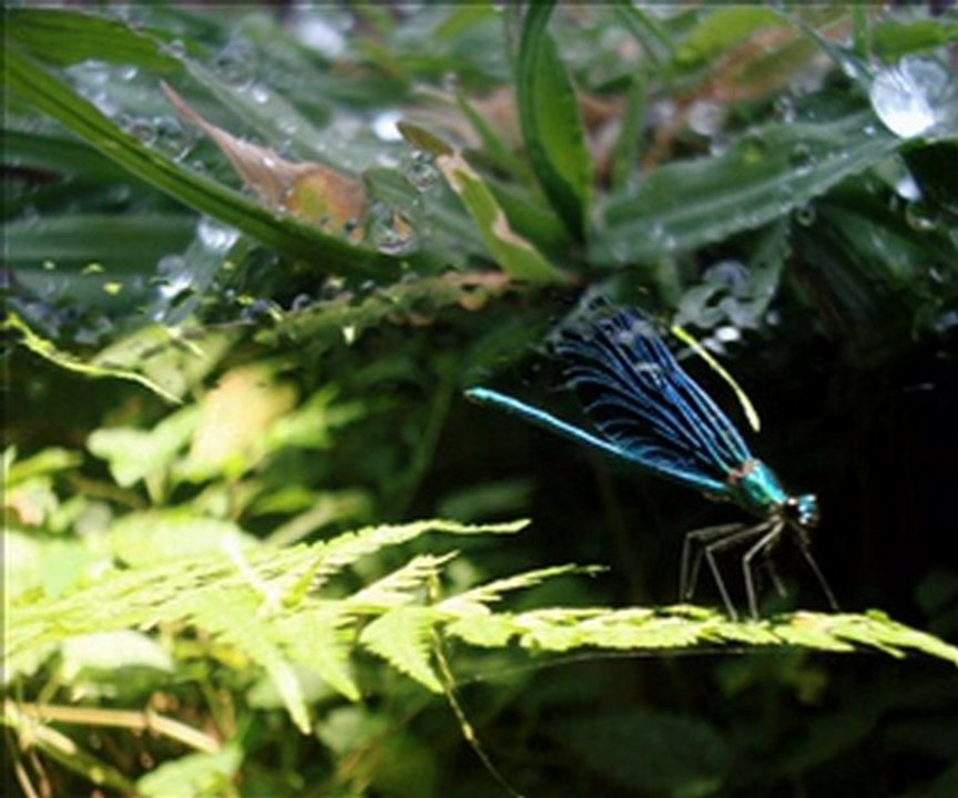 Fetih Suresi Dailymotion Video