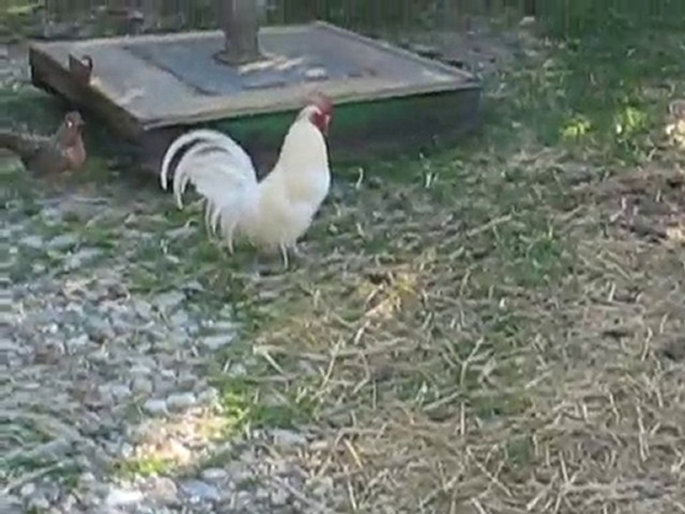 A la ferme...