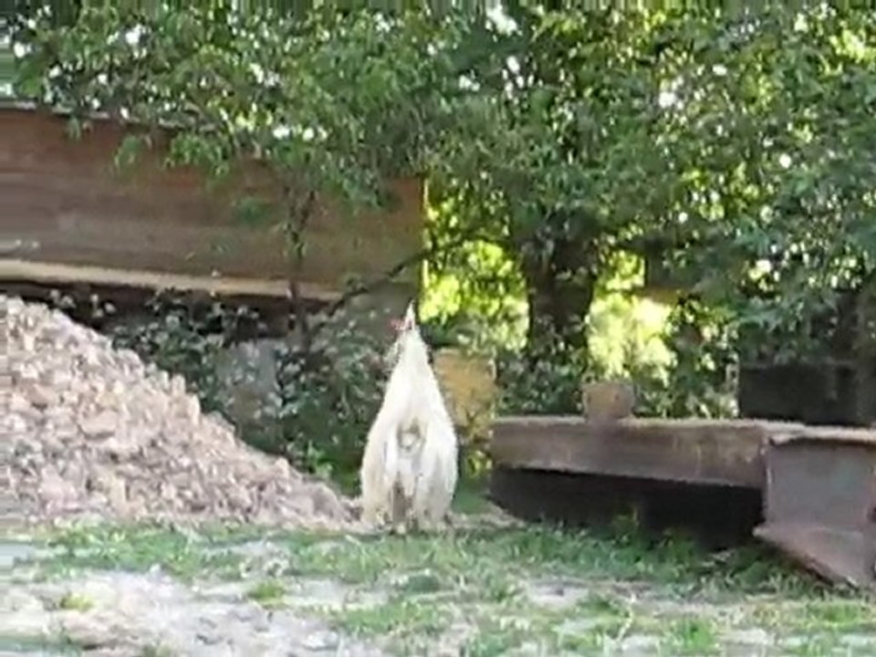 A la ferme...