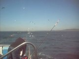Pêche en mer - 21 mai 2010 (4)