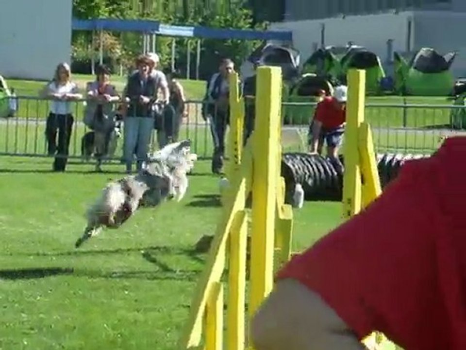 Swanny agility 1 Trophée par équipe Limoges 2010