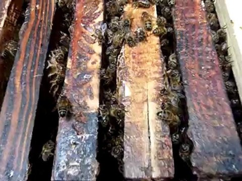 Interieur ruche 3ème essaim partion