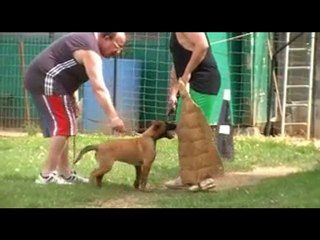 entrainement ring  rogeville