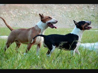 Chiots bull terrier a réserver