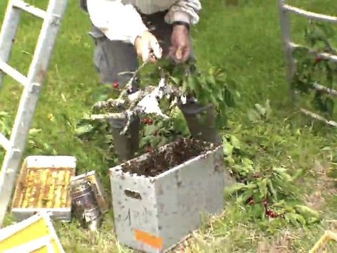 essaim qui a batit de la cire mai 2010