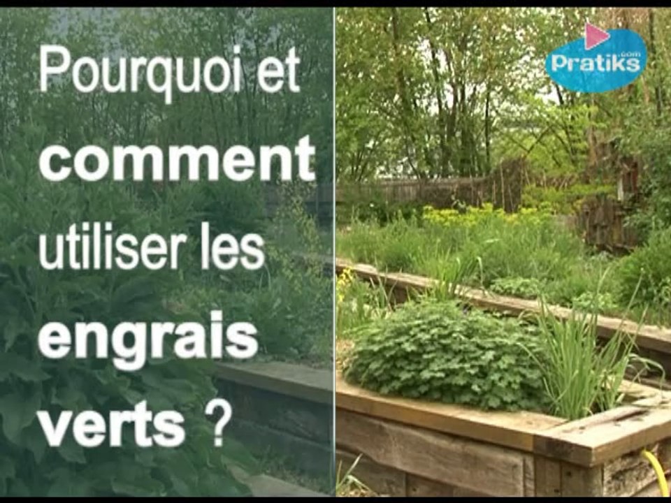 Comment utiliser les engrais verts?