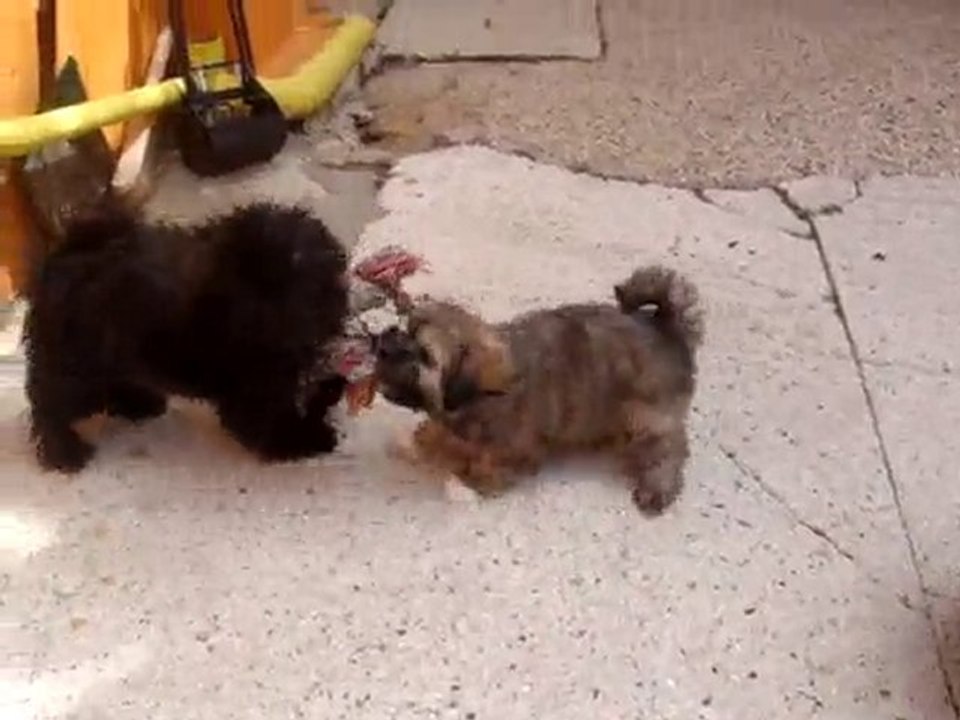 Mes petites havanaises