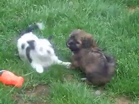 vidéo des bébés lhassa 002