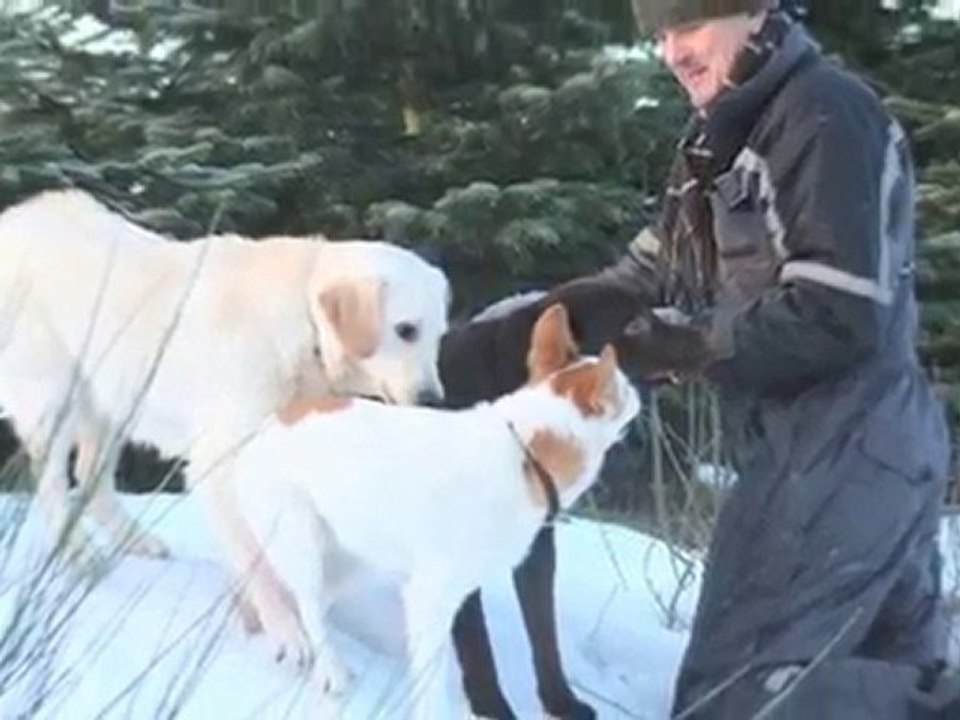 Hundekennel Midtjylland Vemb Dyreservice