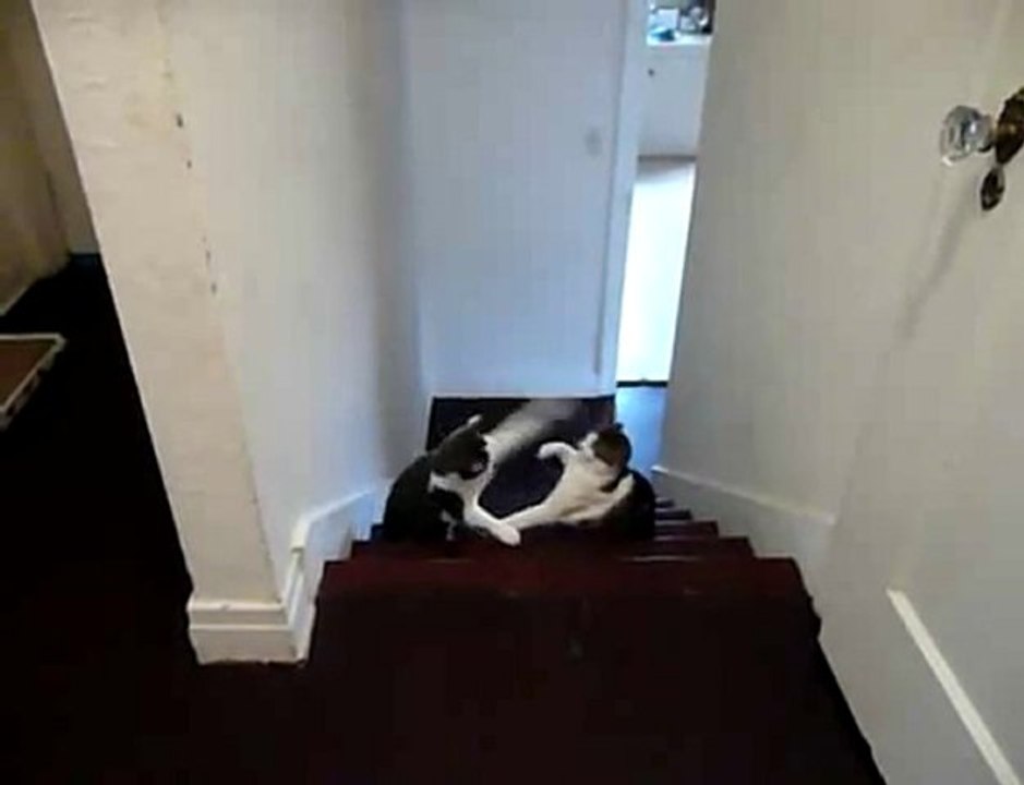 Cat Boxing
