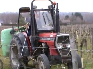 Arrosage des jeunes plants de vigne.