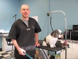 Dog Grooming Manhattan Beach | The Studly Pooch
