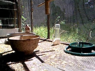 Chardonneret Elegant / Linotte Melodieuse / 4