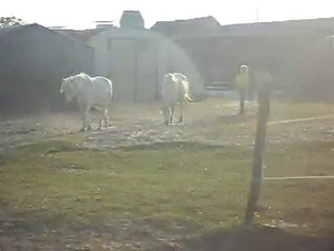 CHEVAL DE CAMARGUE KALEMBOUR ARRIVEE. SDC11419