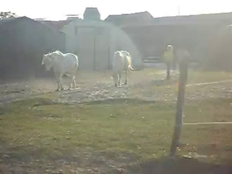 CHEVAL DE CAMARGUE KALEMBOUR ARRIVEE. SDC11419