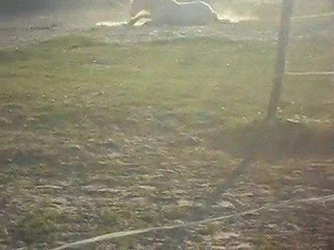 CHEVAL DE CAMARGUE KALEMBOUR ARRIVEE. SDC11420