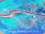 Introducing The Blue Seals - Please Help Stop Oil Spills