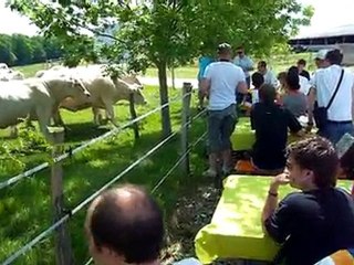 Forum Clio - Les vaches